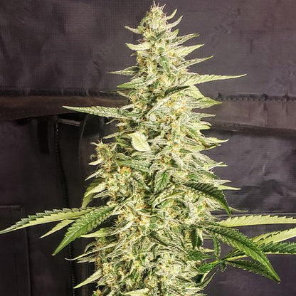 Ethos - Inzane Auto