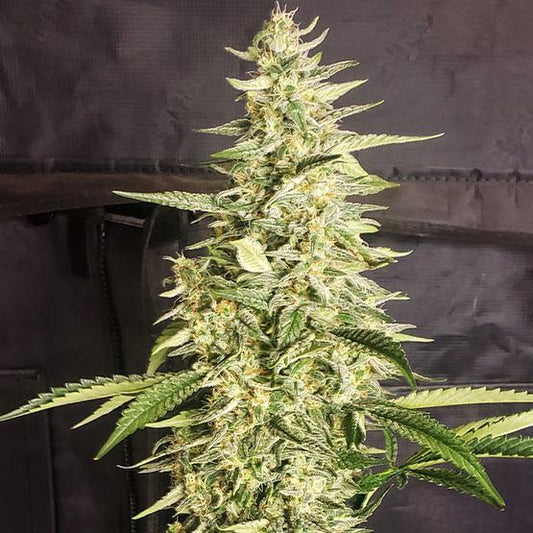 Ethos - Inzane Auto