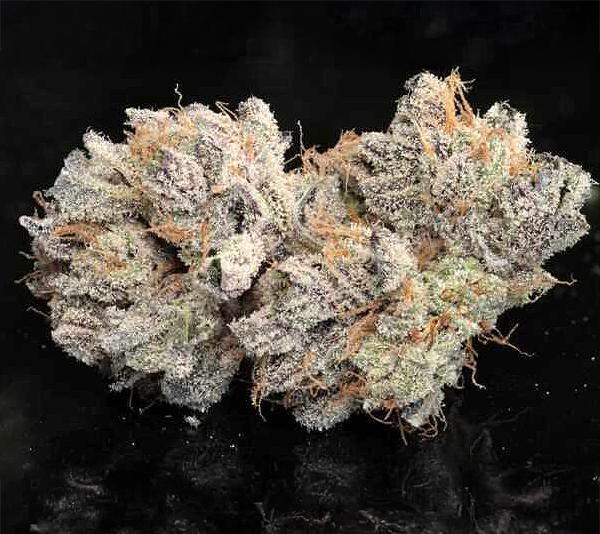 Twenty20 - Bubba Whip