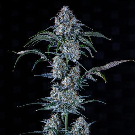 Mephisto - Forum Stomper