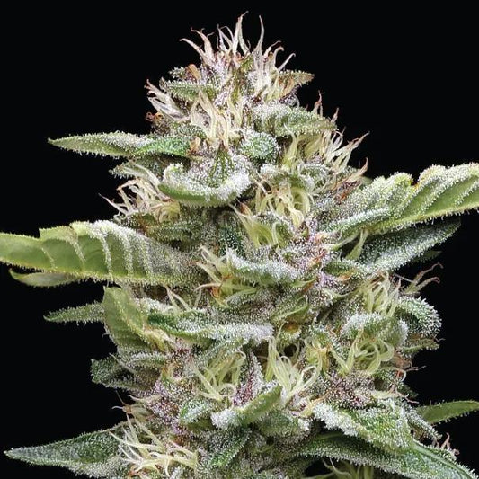 Humboldt -  Garlic Budder