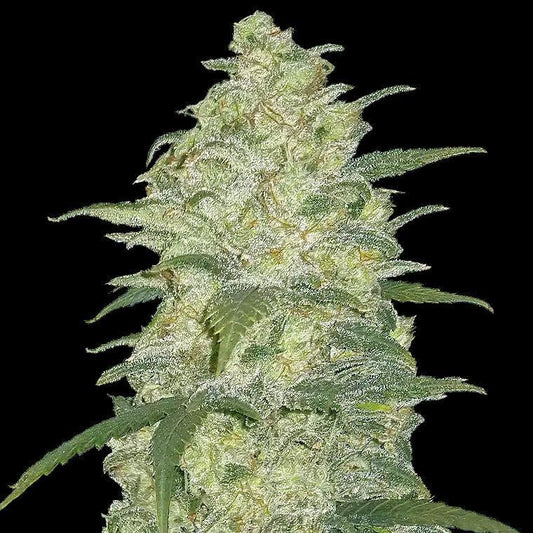 42 Fast Buds - Original White Widow