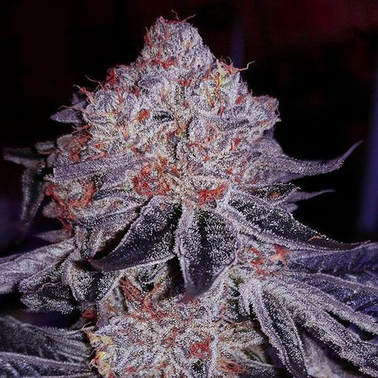 Ethos - Cherry Gar-See-Ya R1