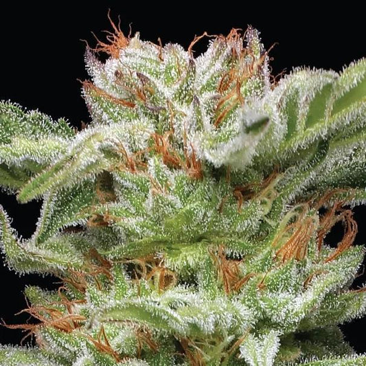 Humboldt -  Blueberry Muffin