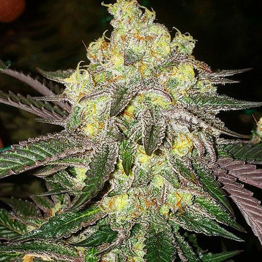 Ethos - Candy Store RBX
