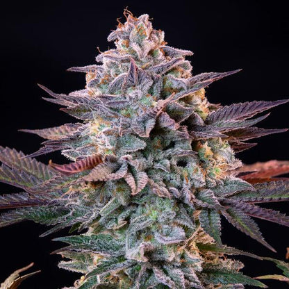 Royal Queen - Ice