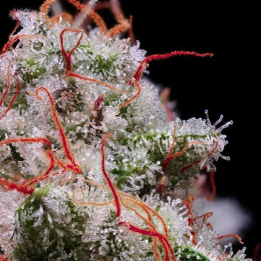 Ethos - PEACH CRESCENDO AUTO RF3