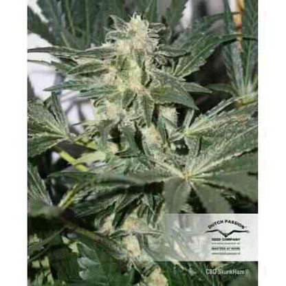 Dutch Passion - Cbd SkunkHaze