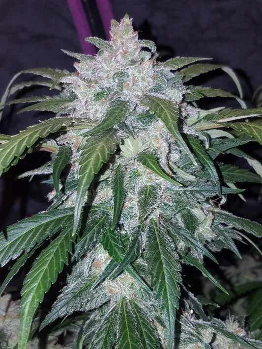 42 Fast Buds - Tangie Auto