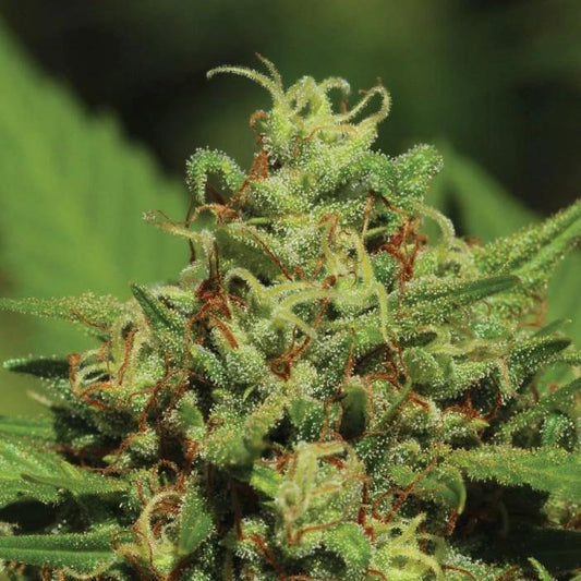 Humboldt -  Emerald Fire OG