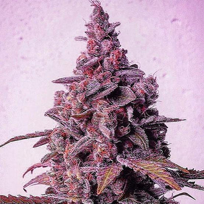 Ethos - Mandarin Zkittles R1