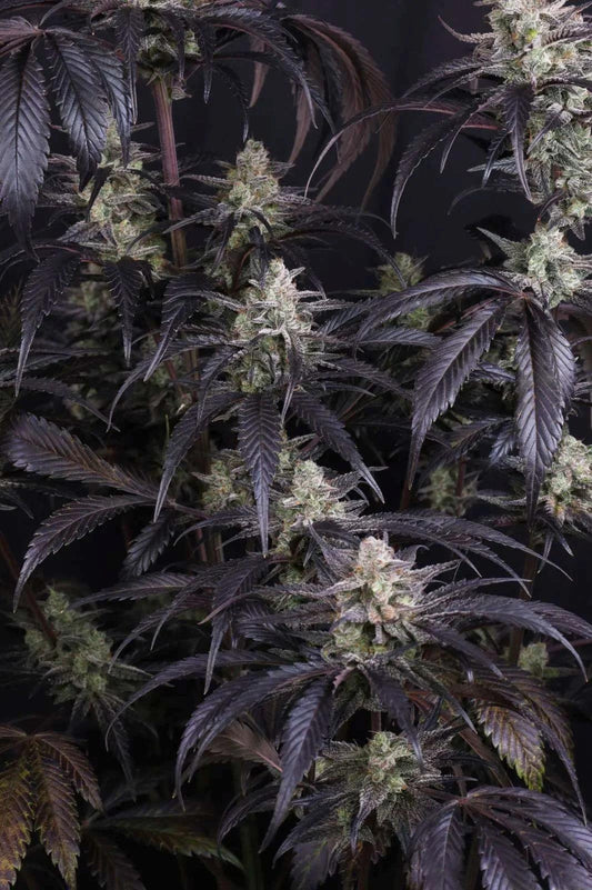 42 Fast Buds - Strawberry Gorilla Auto RF3
