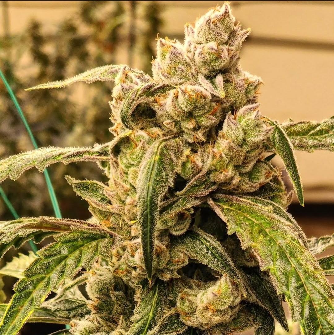 Ethos - Banana Jealousy IBL AUTO