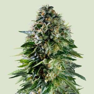 Royal Queen - Corkscrew
