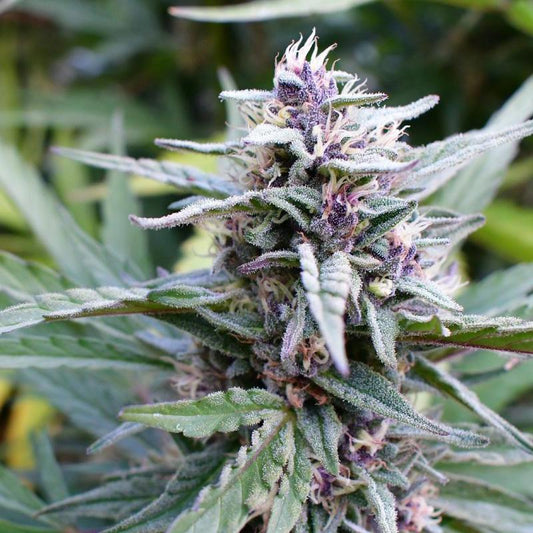 Humboldt -  Hi-Biscus