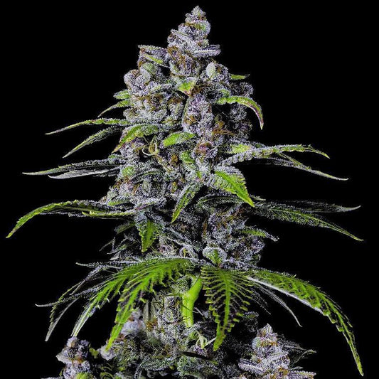 42 Fast Buds - Purple Lemonade FAST