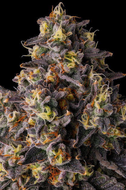 Compound Genetics - Kumamotoz