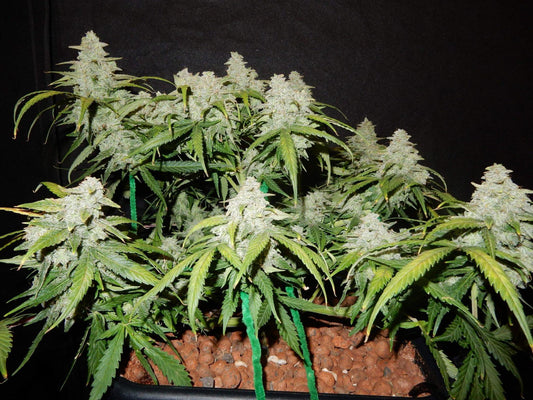 42 Fast Buds - Green Crack