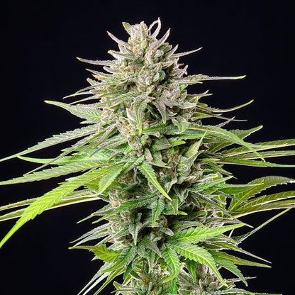 Royal Queen - Blue Cheese