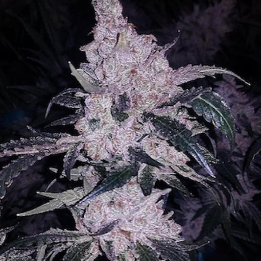 Ethos - Headband Cookies BX1