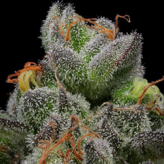 Humboldt -  Caramel Cream