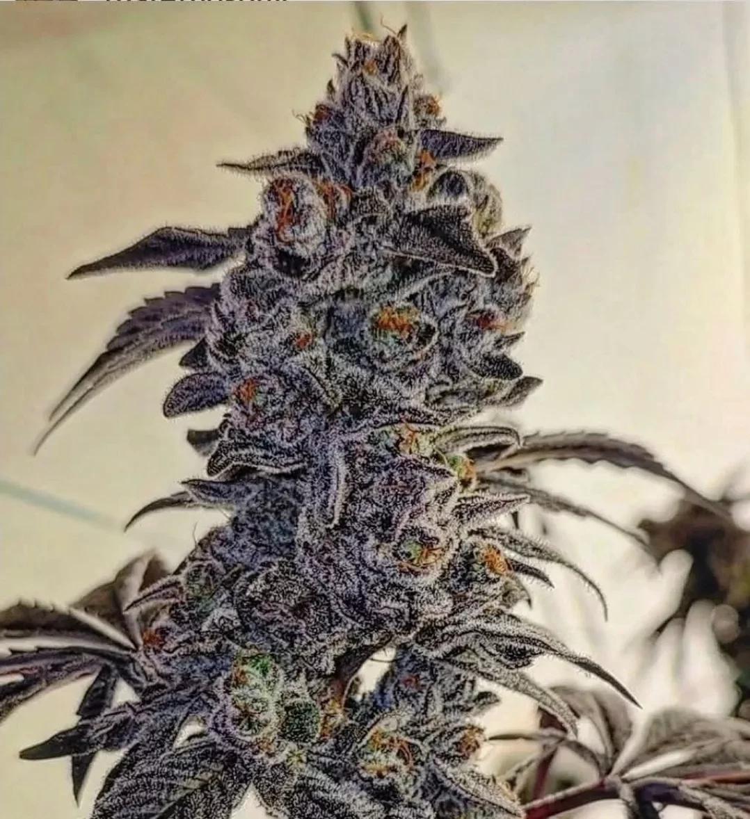 Ethos - Fuego'Z R1
