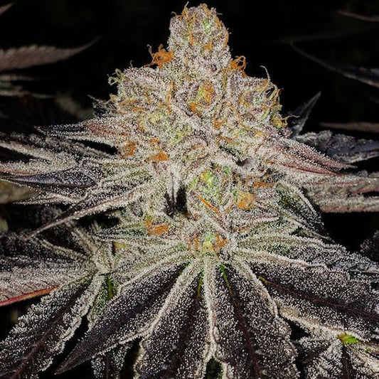 Ethos - PURPLE ZKITTLEZ RBX