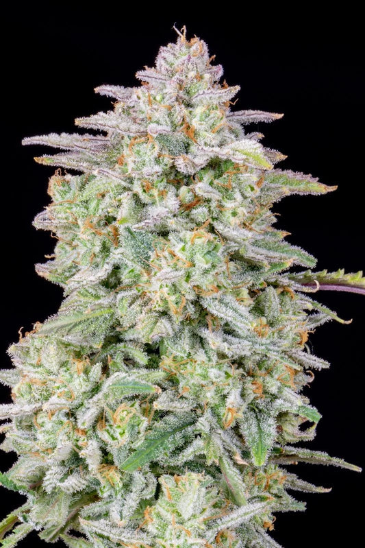 42 Fast Buds - Forbidden Runtz Auto