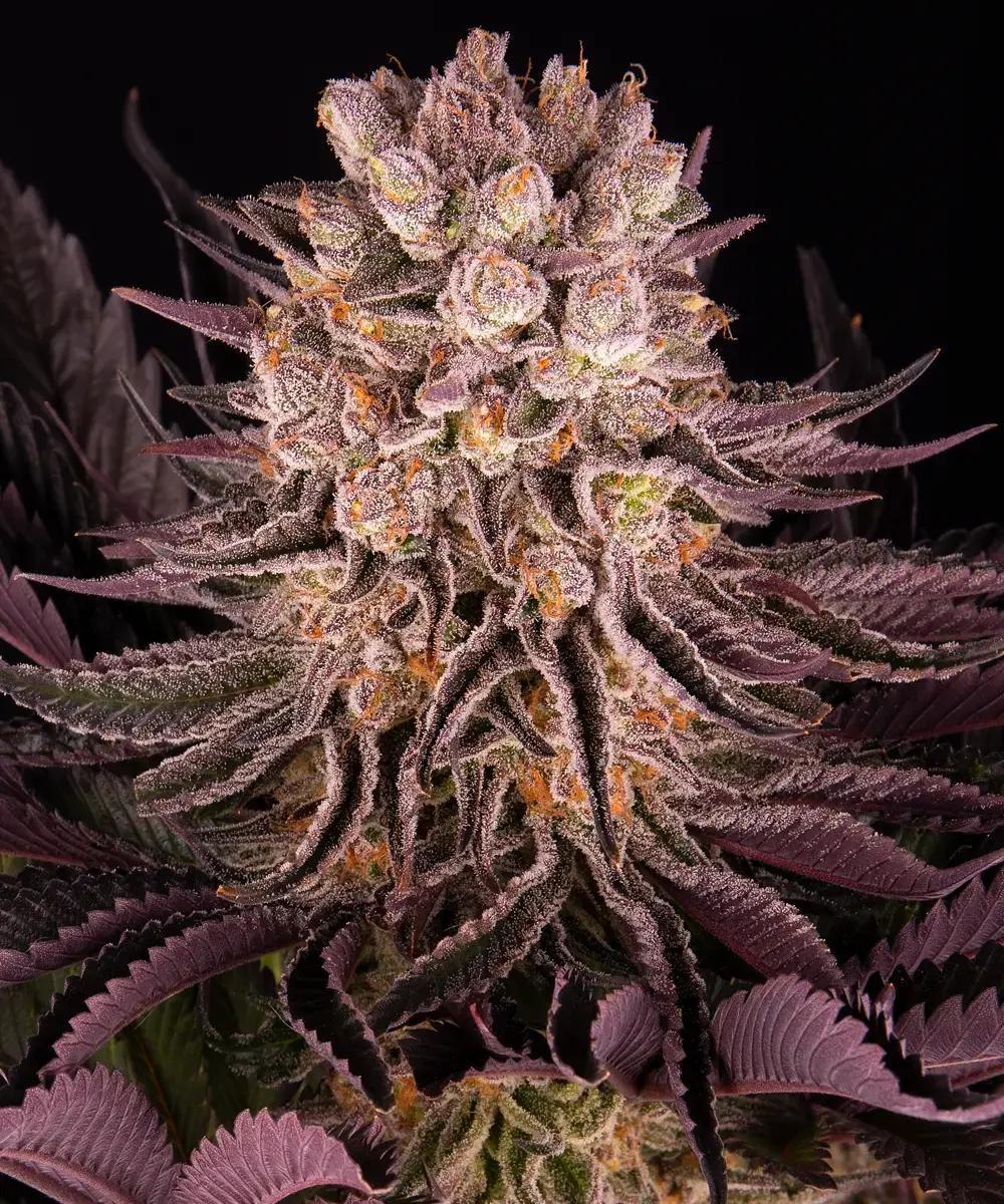 Barney's Farm - Mimosa x Orange Punch