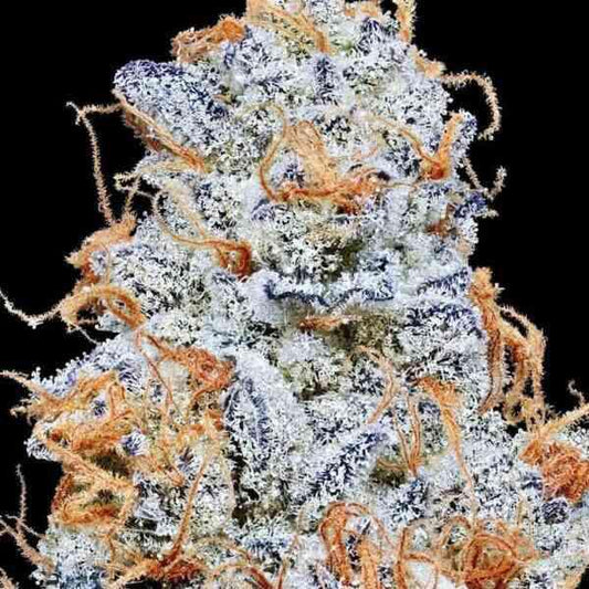 In House Genetics - Platinum Valley