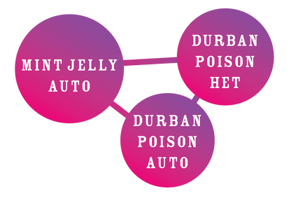 Humboldt - Durban Poison Auto