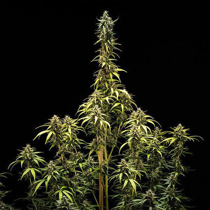Royal Queen - NYC Sour D