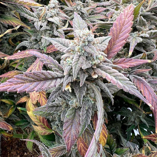 Night Owl - Strawberry Milk & Qookies