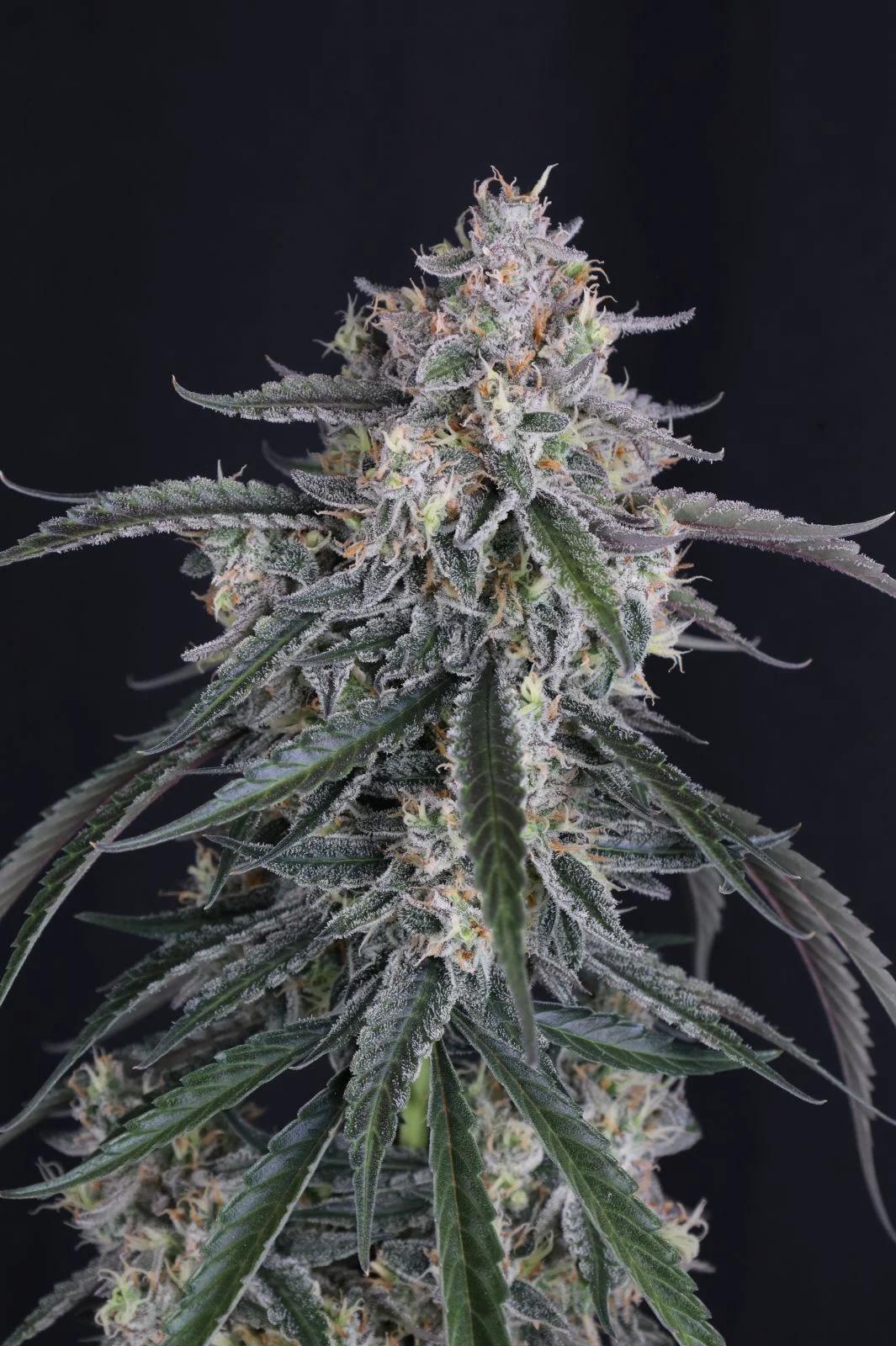 42 Fast Buds - GMO Auto