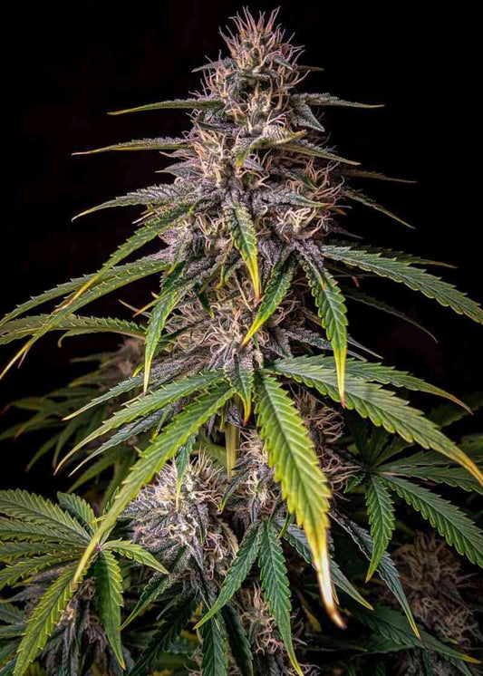 Mephisto - Alien vs. Triangle