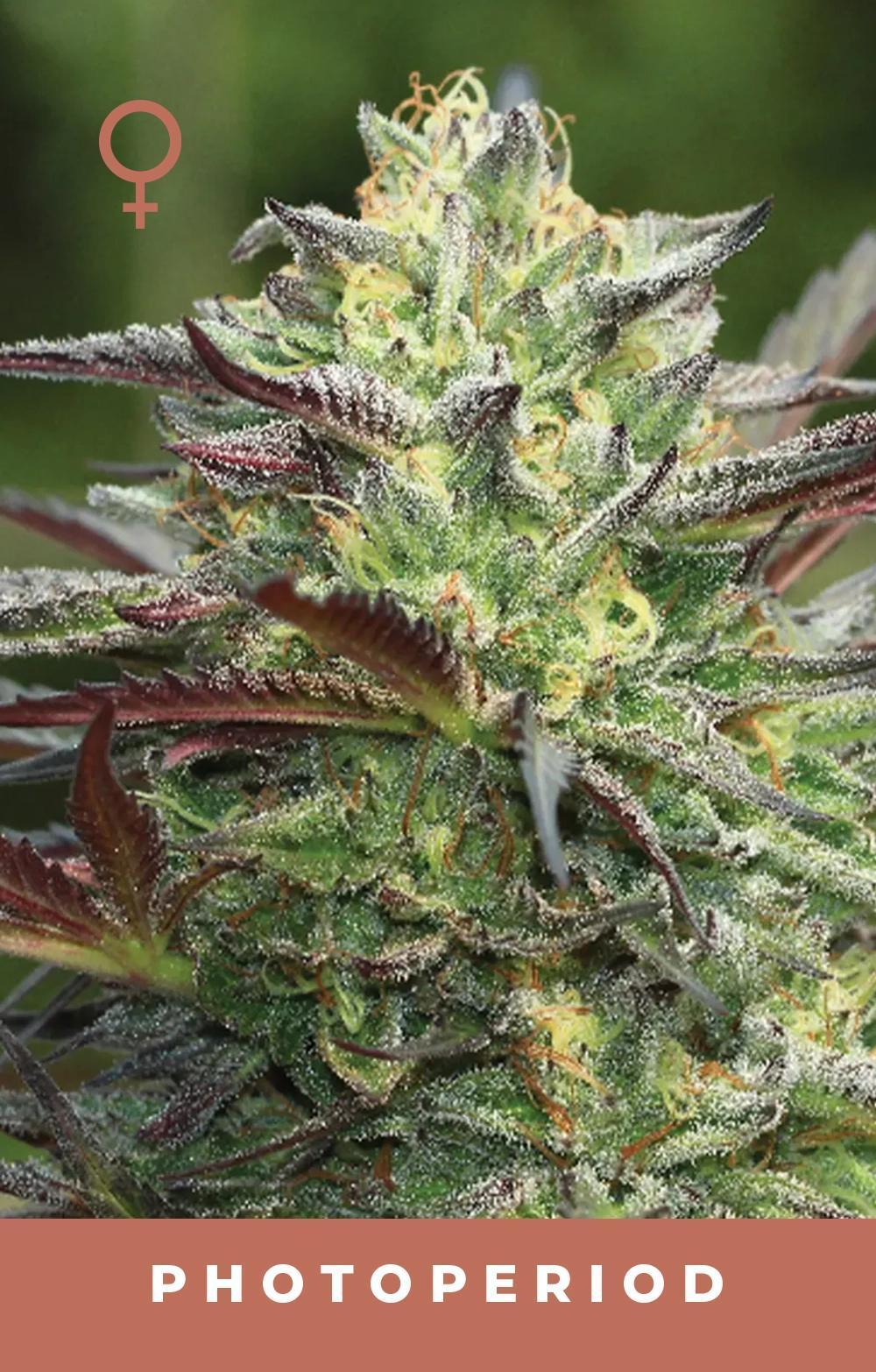 Humboldt - G.S. Cookie