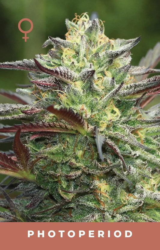Humboldt - G.S. Cookie