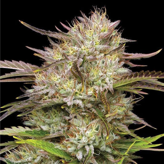 Humboldt -  California Haze