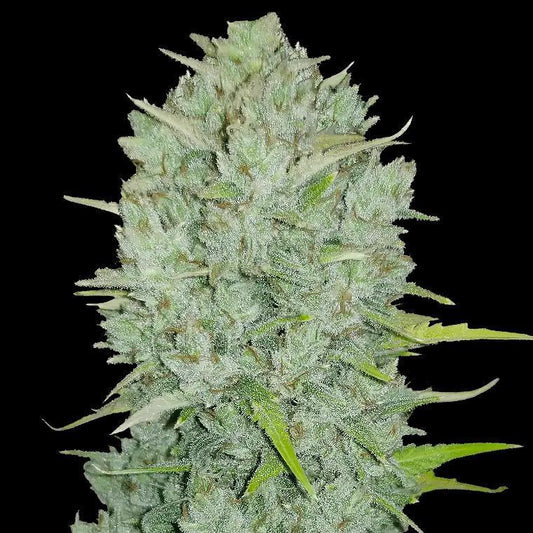 42 Fast Buds - Original Northern Lights Auto