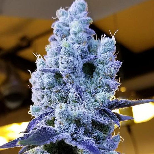 Ethos - Mandarin Cookies V2