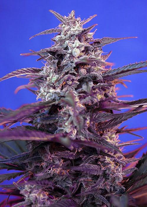 Sweet Seeds - Bloody Skunk Auto