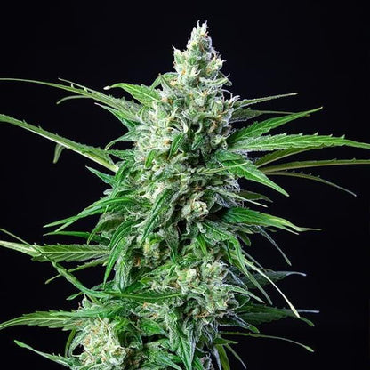 Royal Queen - Royal AK Auto