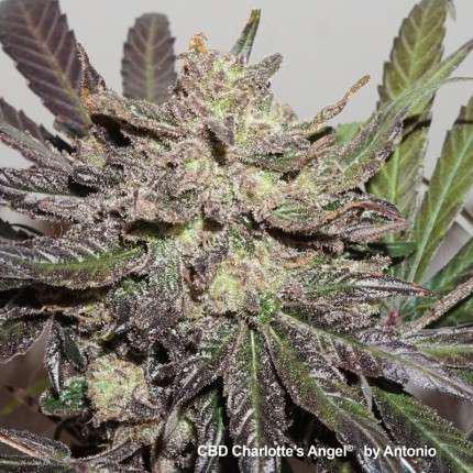 Dutch Passion - Cbd Charlotte's Angel
