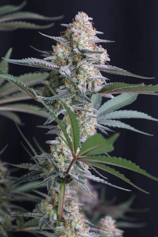 42 Fast Buds - Lemon Tree auto