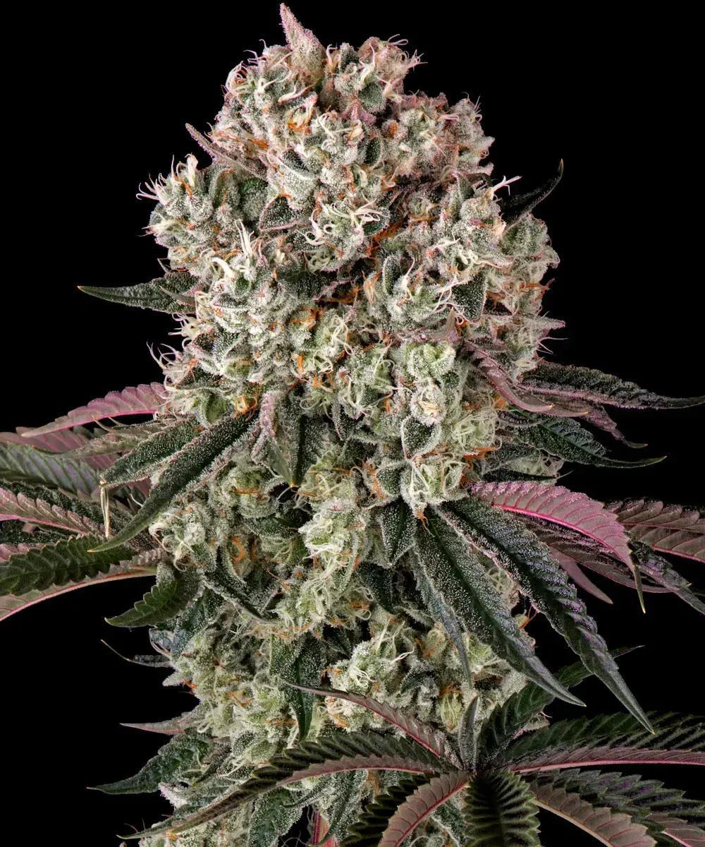 Barney's Farm - Glookies