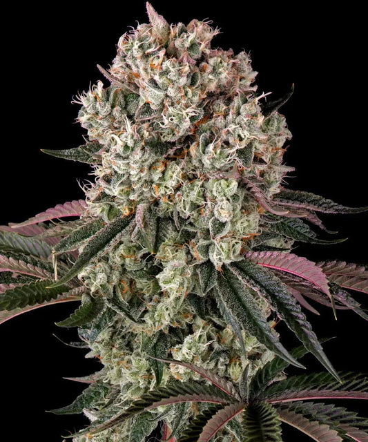 Barney's Farm - Glookies