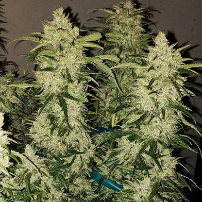 Ethos - Zweet Auto RBX2