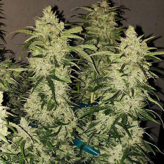 Ethos - Zweet Auto RBX2