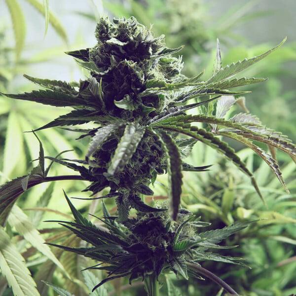 Royal Queen - Skunk XL