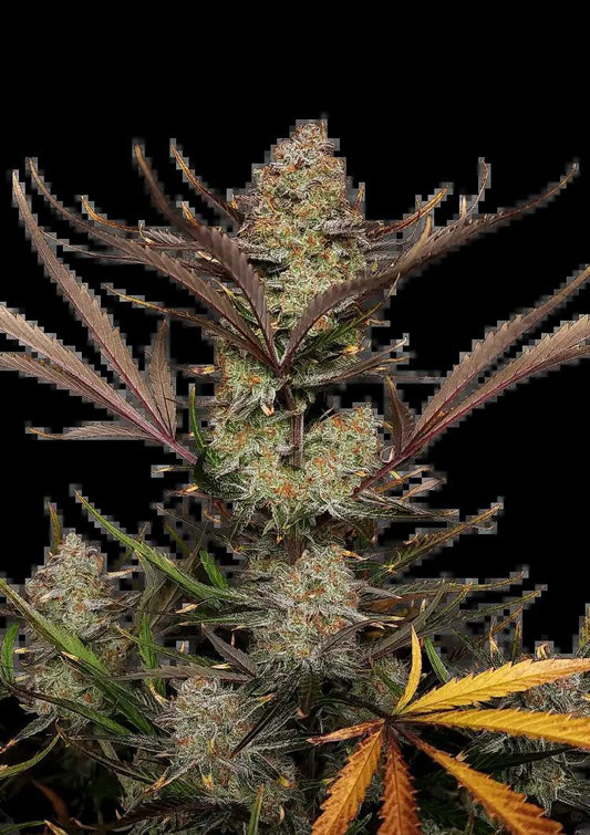 42 Fast Buds - Apple Strudel Auto